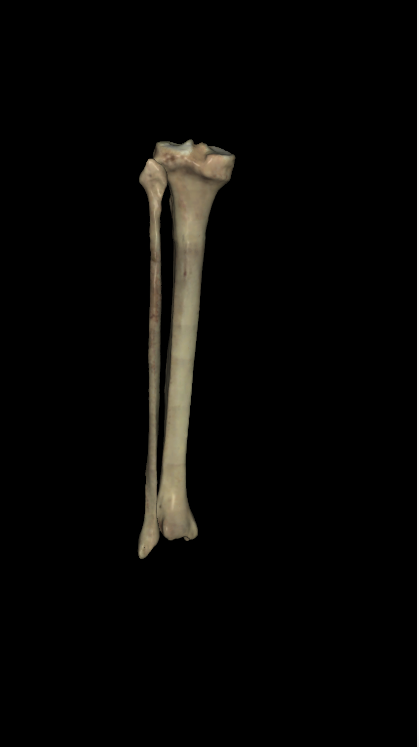 <p>left or right? (posterior view)</p>