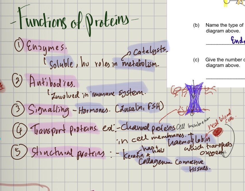 knowt flashcard image