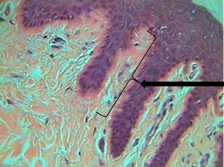 <p>what tissue is this? </p>