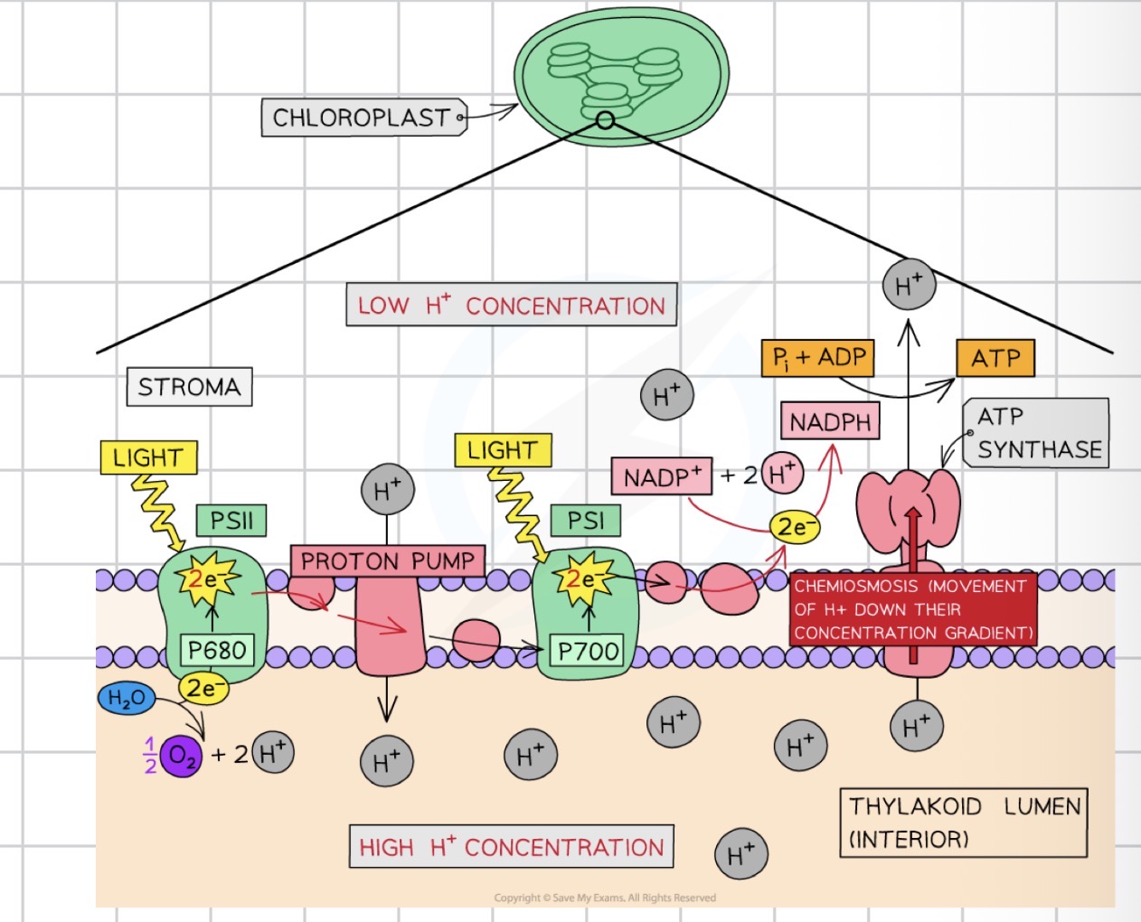 <p>The site of the light-dependent reactions of photosynthesis.</p>
<p>The light-dependent reactions include:</p>
<p>• Photolysis of H₂O</p>
<p>• Synthesis of ATP by chemiosmosis</p>
<p>• Reduction of NADP</p>
<p>In cyanobacteria, thylakoids are embedded in the cell membrane.</p>