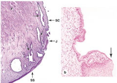 <p>Where is the transformation zone of the cervix located?</p>