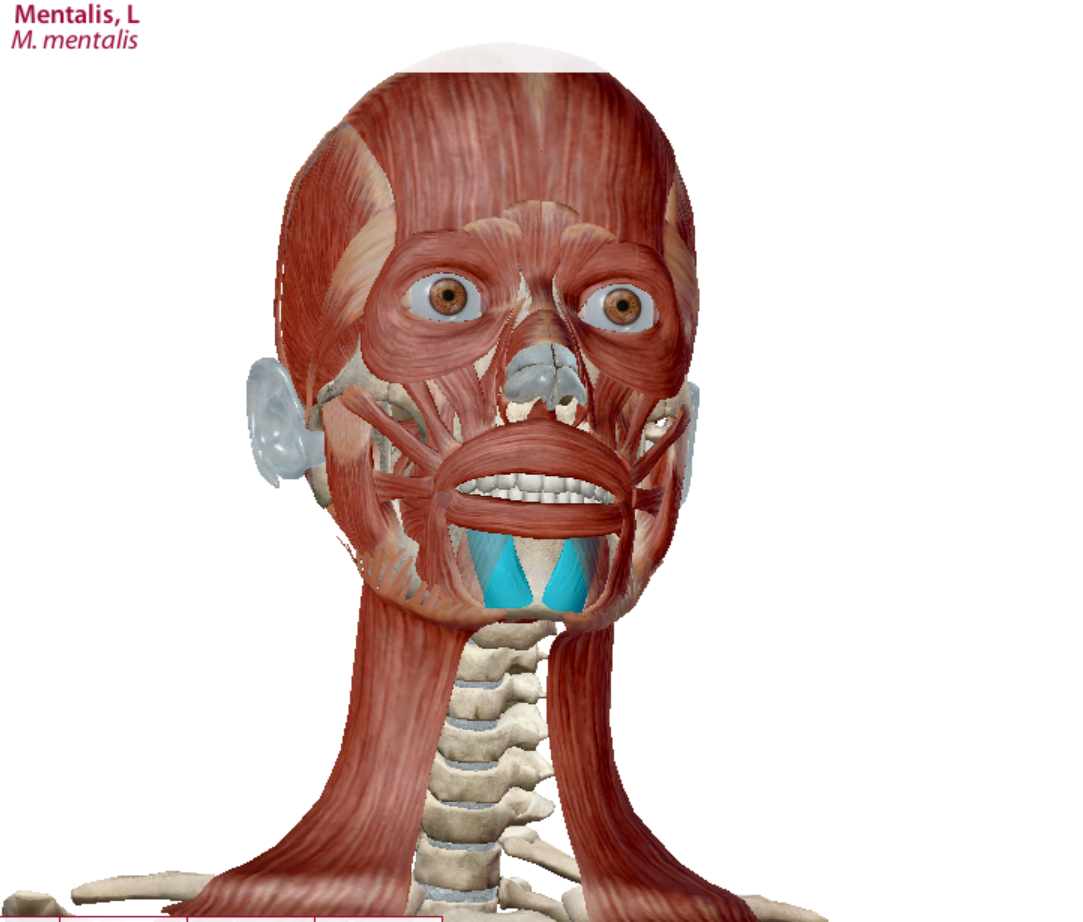 <p>Mentalis Action</p>