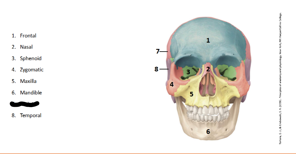 <p>What landmark within the <strong>Skull?</strong></p>