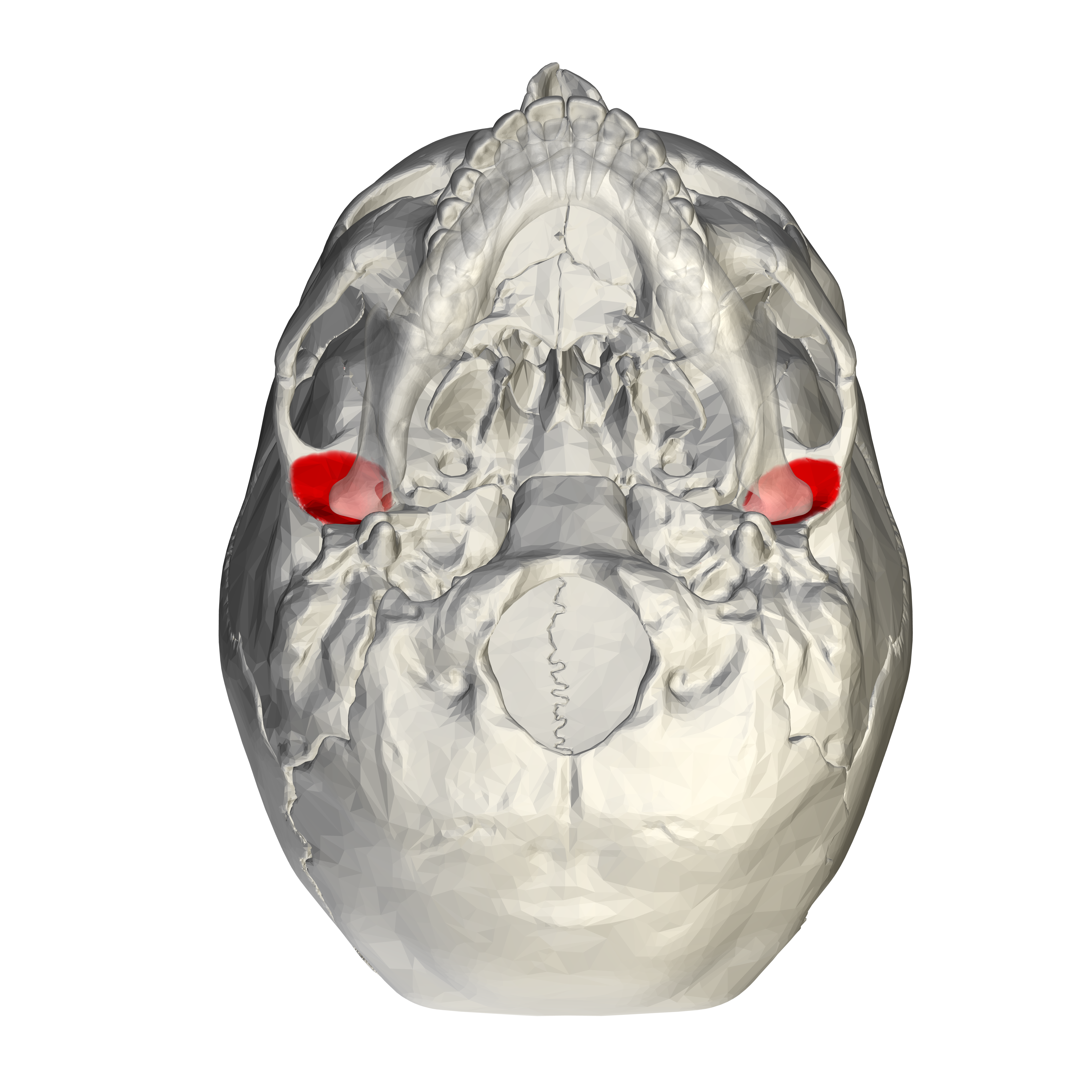 <p>The depression in the temporal bone where the mandibular condyle sits.</p>