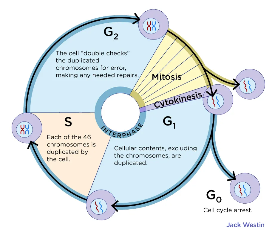 <p>S Phase</p>