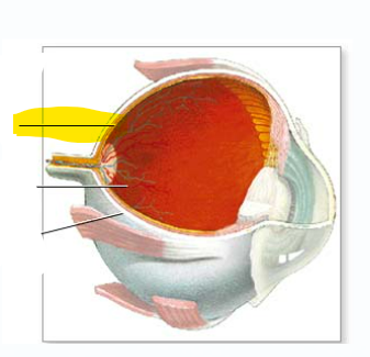 <p>What is the highlighted area</p>