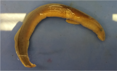 <p>Lethenteron appendix</p>