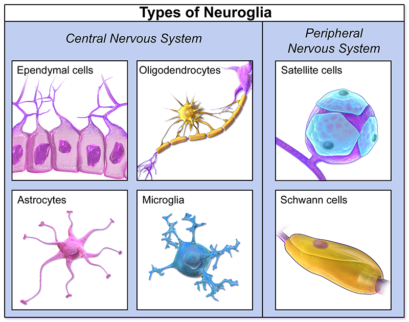 <ul><li><p>Type of glia </p></li><li><p>Assist in repair and proliferate (multiply) in damaged region</p></li><li><p>Phagocytic function which removes waste and releases nitric oxide to kill damaged neurons</p></li></ul><p></p>