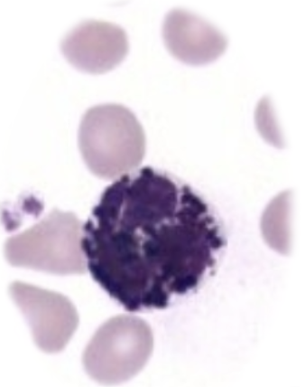 <ul><li><p><span style="background-color: transparent;">release active chemical granules—most notably histamine and heparin—to defend the body against parasites, manage allergic reactions, and regulate inflammation. One of the first responder cells for immune system. </span></p></li><li><p><span style="background-color: transparent;">Circulate 24-48 hours, so 1-2 days</span></p></li><li><p><span style="background-color: transparent;">Differential percentage: 0.2%</span></p></li></ul><p></p>