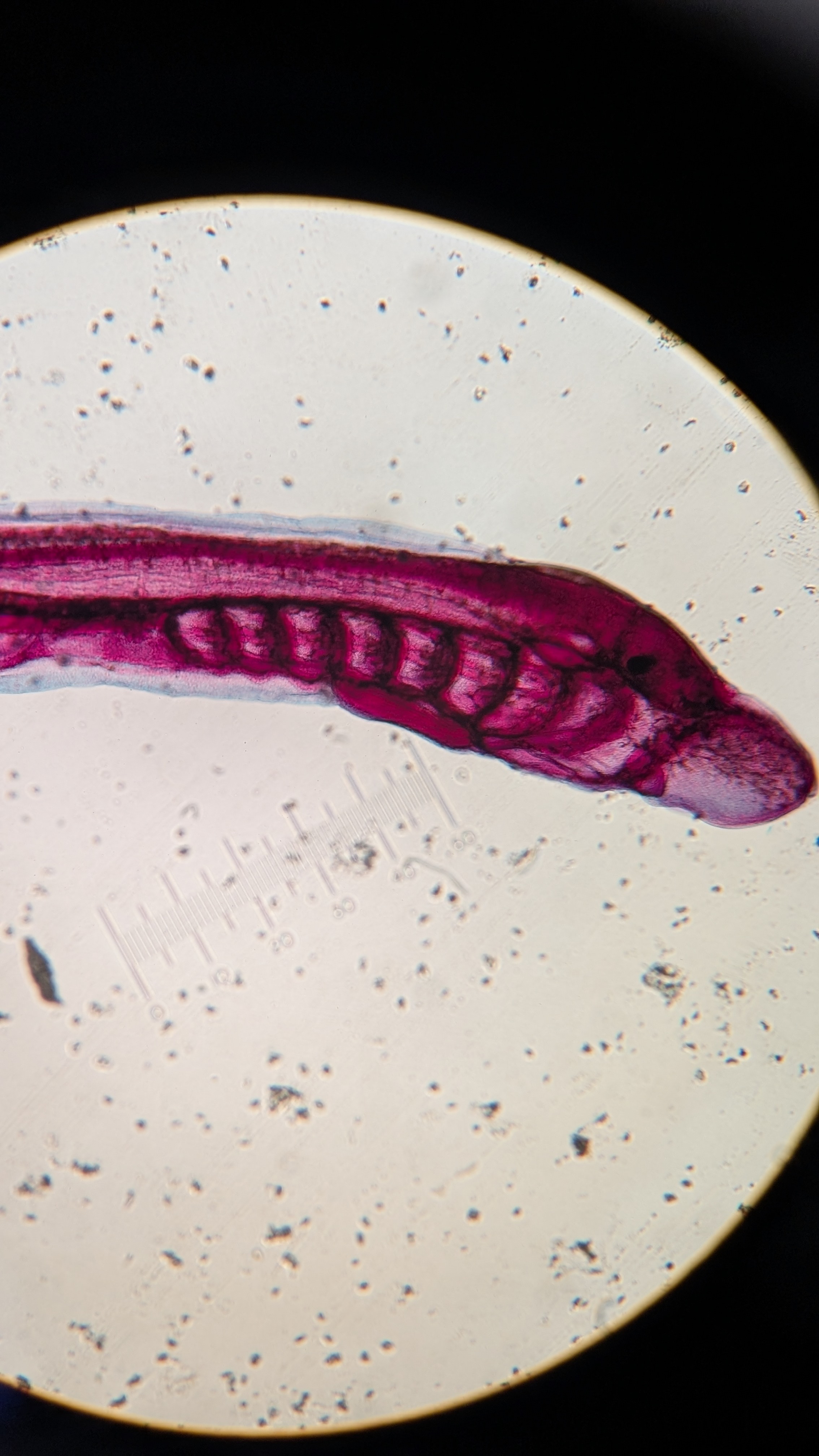 <p>Identify</p>