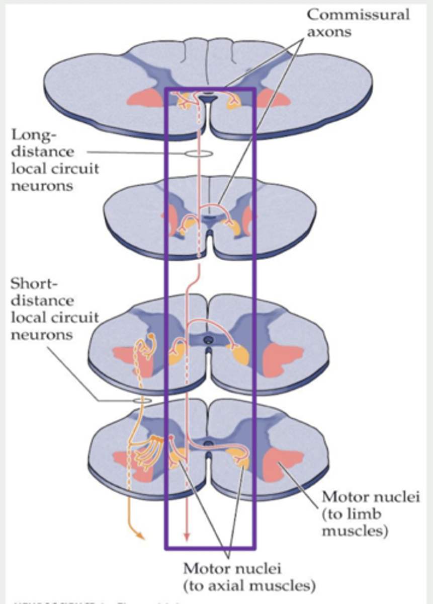 <ul>
<li>Quick, nearby signal processing within a specific brain area.</li>
</ul>