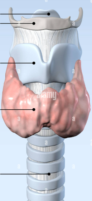 <p>THYROID CARTILAGE </p>