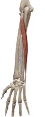 <p>what muscle and action is this </p>