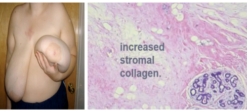 <p>What pathology?</p>