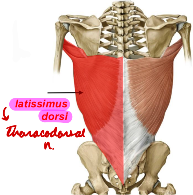 <p>Innervation: Thoracodorsal n.</p><p>Action:</p><ul><li><p>Arm adduction, abduction, extension*, internal rotation*</p></li></ul><p></p>