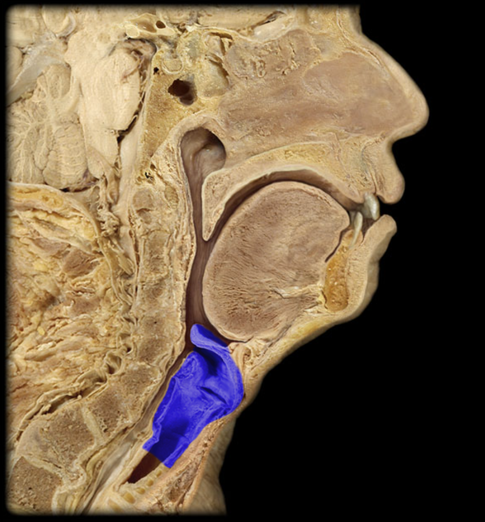 <p>What structure is shown?</p>