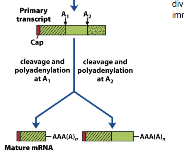 <p>Choosing where to cleave and polyadenylate a primary transcript has the chance to create a lot of diversity; can form 2 or more distinct mature mRNA’s, from just 2 different poly-A sites. </p>