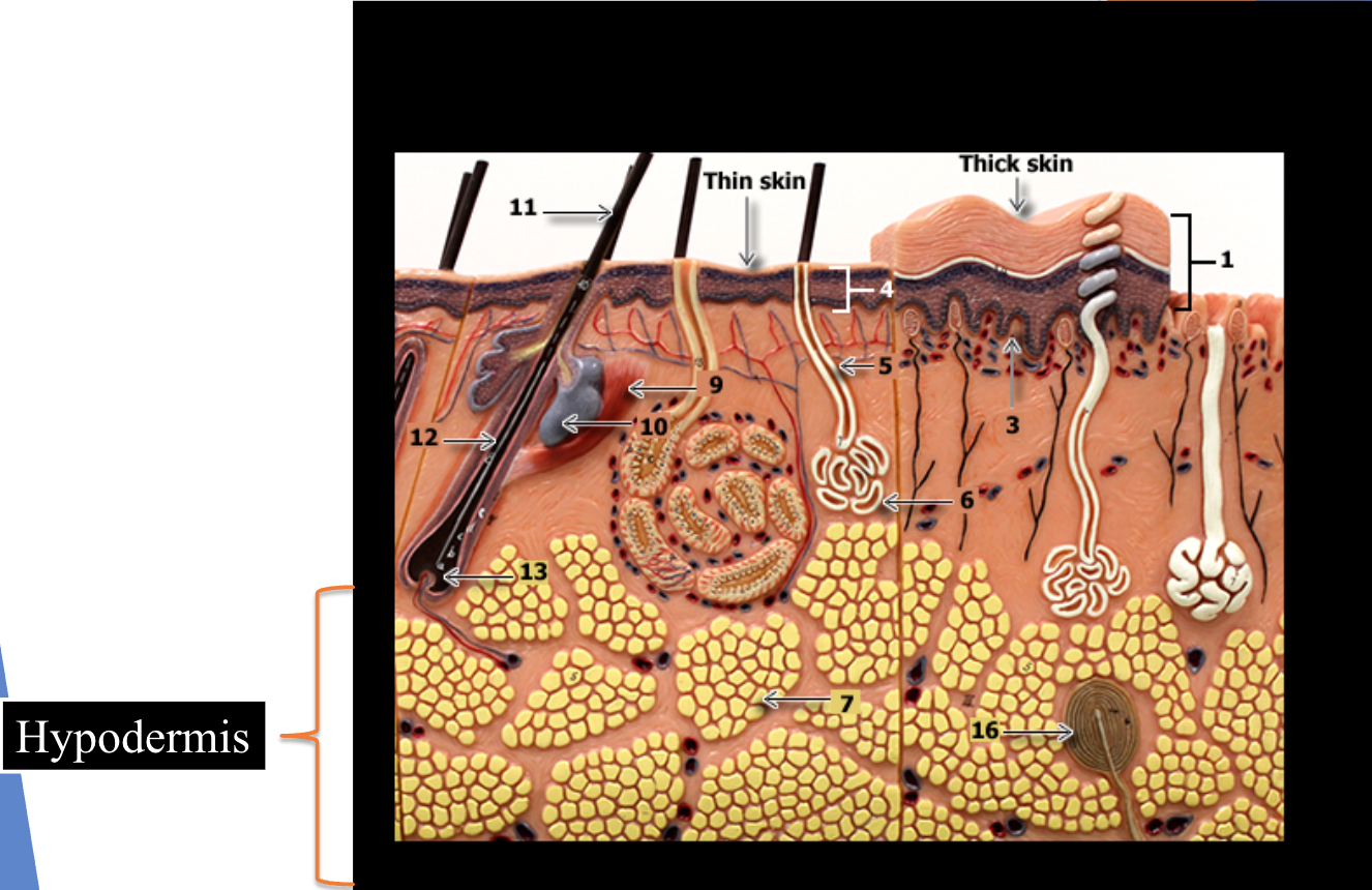 <ul><li><p>Subcutaneous layer deep to the skin</p></li><li><p>Composed of adipose and areolar connective tissue</p></li></ul><p></p>