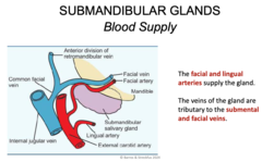 <p>Facial and lingual arteries</p><p>Submental and facial veins</p>