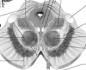 <p>Label the following cross section of the midbrain</p>