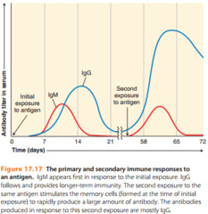 <p>- IgM & IgG react quickly due to memory</p>
