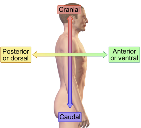 <p>What do anterior and posterior mean?</p>