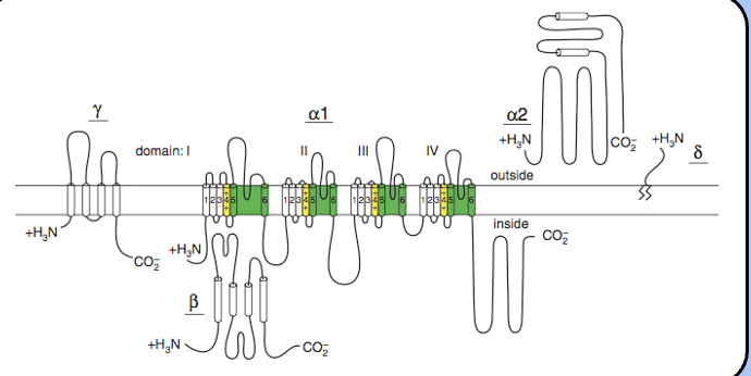 <ul><li><p><span>Psuedotetrameric like sodium channels, but has beta subunits that interact with the channels (auxillary subunits) and modulate the properties of the channel.</span></p></li></ul><ul><li><p><span>A2 delta:</span></p><ul><li><p><span>intracellular beta subunit</span></p></li><li><p><span>Gamma subunit</span></p></li><li><p><span>tetraspannin</span></p></li></ul></li></ul><p></p>