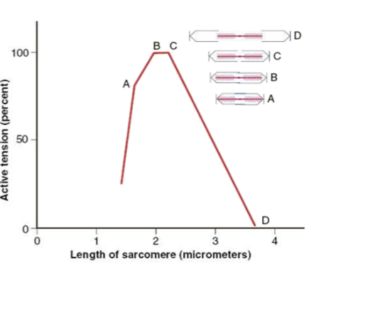 <p>Factors that affect muscle force</p>