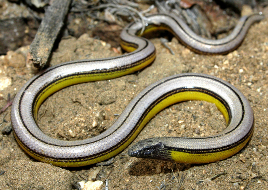 <p>Anniellidae<br>Anniella pulchra<br>California legless lizard<br></p>