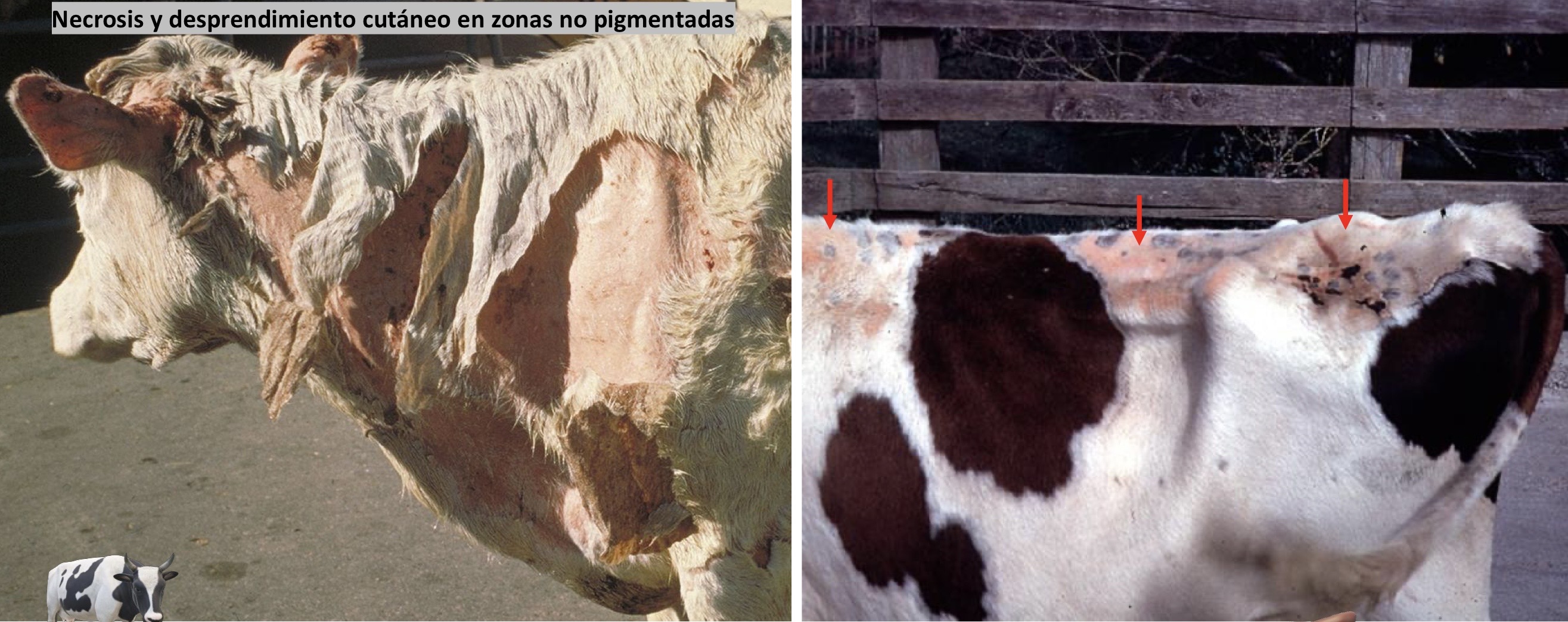 <p>Patogenia </p>