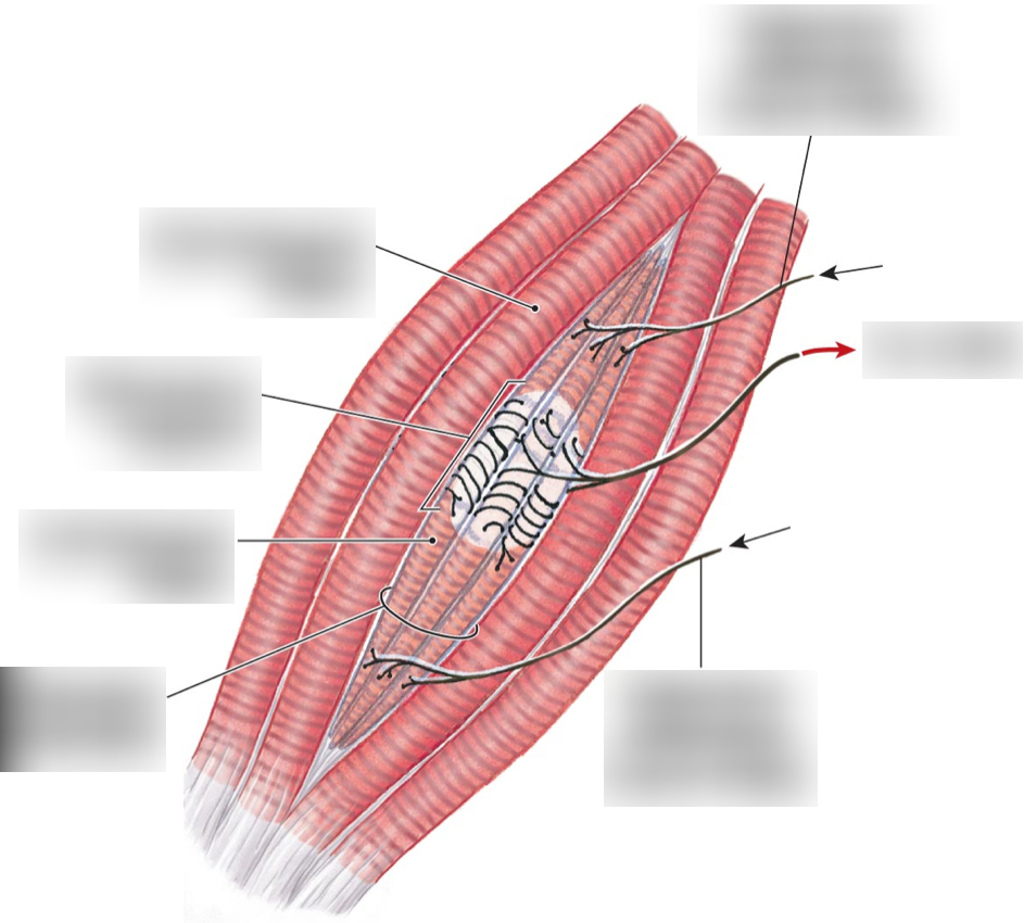 <p>A type of proprioceptor that detects the length and stretch of muscles</p><ul><li><p>Moves with the muscle</p></li><li><p>Has its own motor neuron</p></li><li><p>Has 2-3 afferent (sensory) neurons that detect dynamic info (changes in length) and static info (constant length)</p></li><li><p>Run parallel to muscle fibers</p></li></ul><p></p>