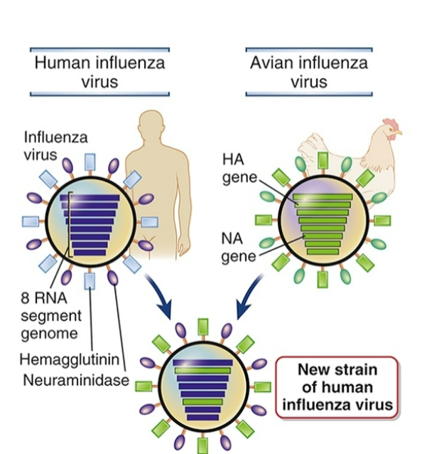 <ul><li><p><span style="background-color: transparent;">Genetic recombination of two viral strains</span></p></li><li><p><span style="background-color: transparent;">Less frequent than antigenic drift</span></p><ul><li><p><span style="background-color: transparent;">But more sudden and significant change</span></p></li></ul></li><li><p><span style="background-color: transparent;">Strains typically found in different hosts</span></p></li><li><p><span style="background-color: transparent;">Simultaneous infection by two strands</span></p><ul><li><p><span style="background-color: transparent;">Allows for reassortment of RNA strands</span></p></li></ul></li><li><p><span style="background-color: transparent;"><strong>Can create new, antigenically distinct virus</strong></span></p></li></ul><p><br><br></p><ul><li><p><span style="background-color: transparent;">H1N1 influenza virus responsible for 2009 pandemic</span></p></li></ul><p><span style="background-color: transparent;">Generated by reassortment of swine, avian and</span></p><p><span style="background-color: transparent;">Human viruses in pigs, then passed back to humans</span></p><p><br></p>
