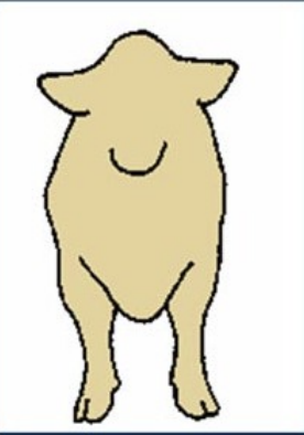 <p>toes slightly outward</p>