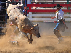 <p>Bull</p>