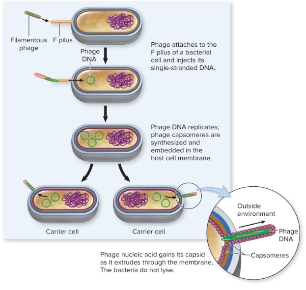 <p>process by which virus exits cell</p>