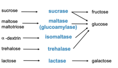 <p>he final stage of carbohydrate breakdown, which occurs when specific enzymes attached to the intestinal wall break down disaccharides and oligosaccharides into absorbable monosaccharides.</p>