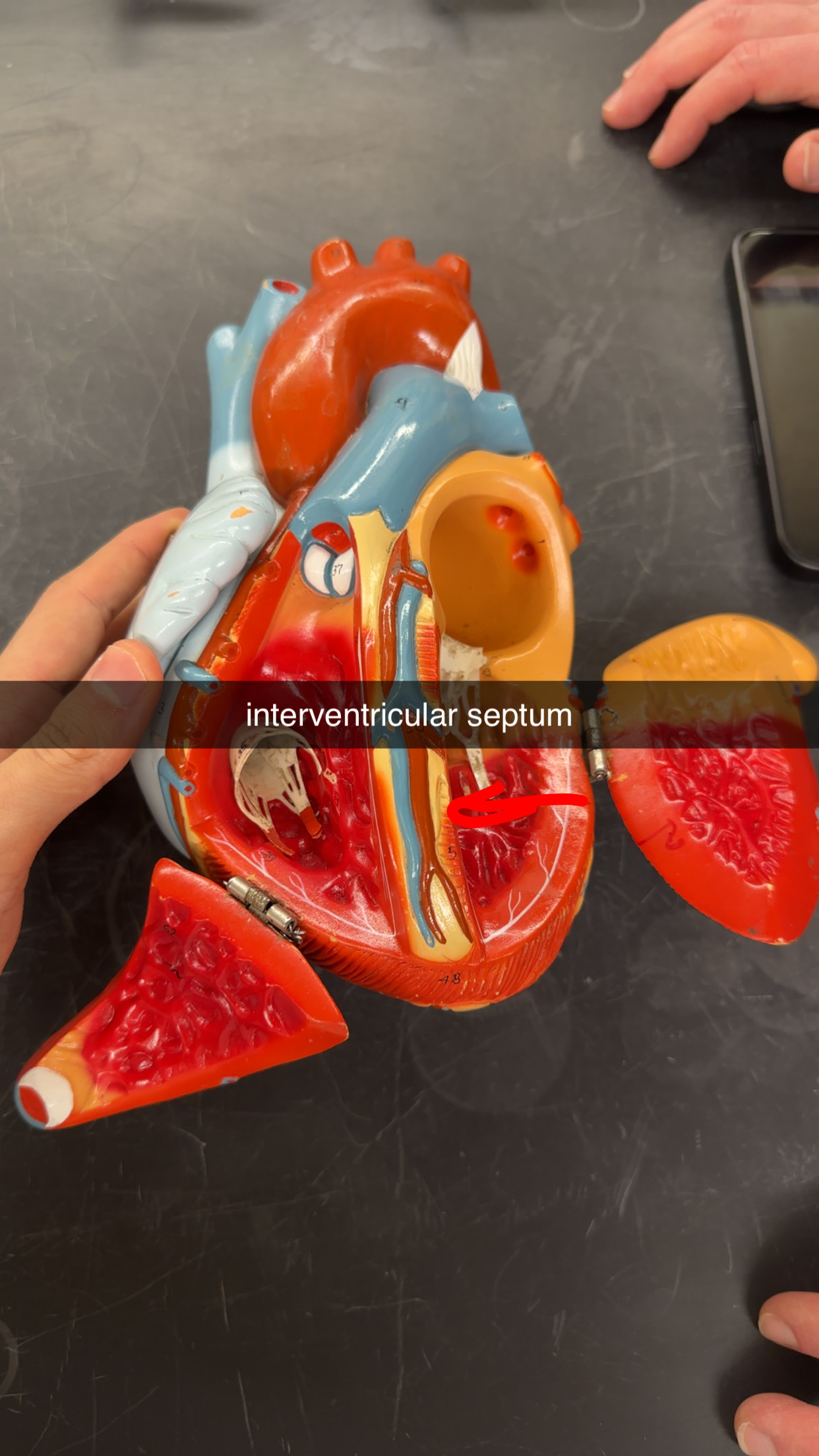 knowt flashcard image