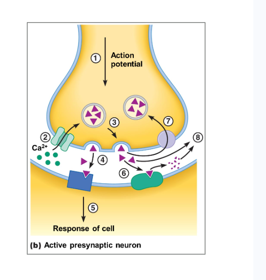 <p>How are neurotransmitters released?</p>