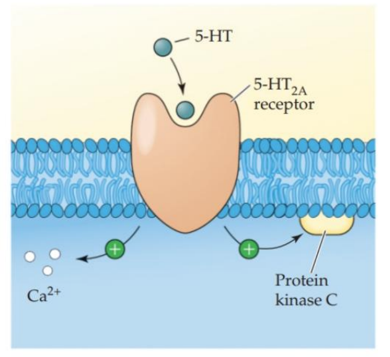 <ul><li><p>Predominantly excitatory and targeted by many drugs</p><ul><li><p>5-HT2B ~ involved with more peripheral effects</p></li><li><p>5-HT2C ~ psychological functions and drug responses</p></li></ul></li></ul><div data-type="horizontalRule"><hr></div><ul><li><p>clozapine, risperidone (5-HT2C)</p></li></ul><p></p>