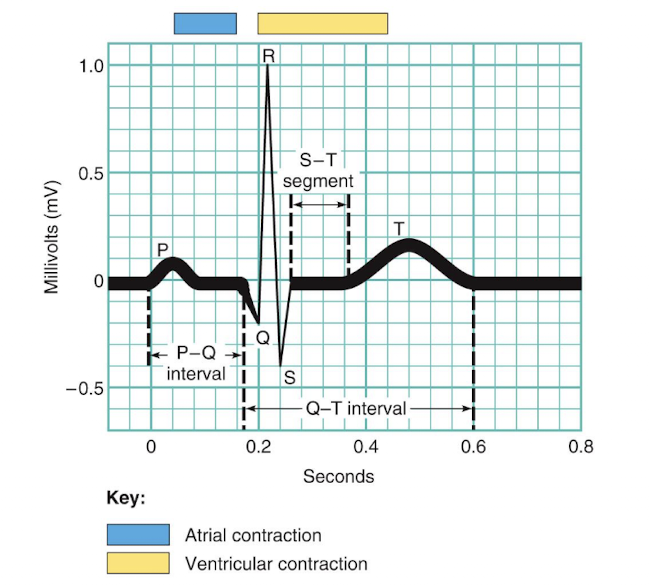 <p>a recording of the electrical changes that accompany each heart cycle </p>