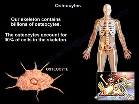 <p>Osteocytes.</p>