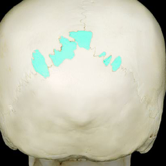 <p>tiny bones between cranial bones</p>