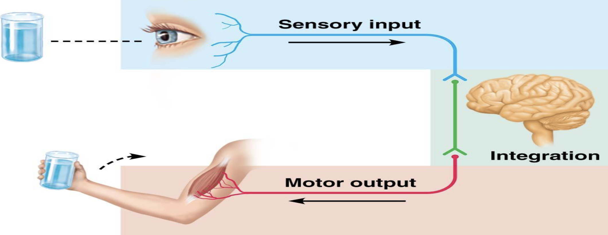 <p>Information Collection (PNS)</p><ul><li><p>What is the role of sensory receptors?</p></li><li><p>What do afferent neurons do?</p></li><li><p>Afferent neurons are also called what?</p></li></ul><p></p>