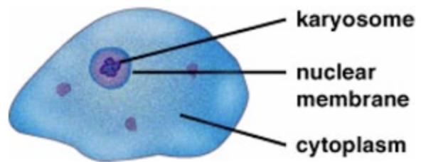 <p>Endolimax nana: Trophozoites</p>