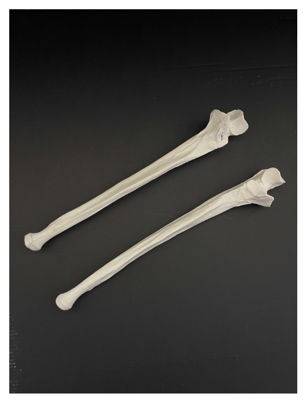 <p>Identify the name of the bone that is being depicted in the image.</p>