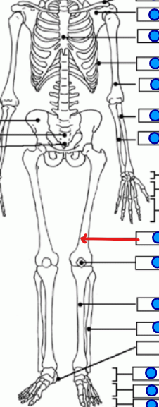 <p>upper leg bone </p>