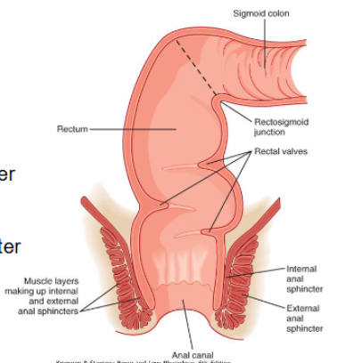 <p></p><ul><li><p>sharp angle→ as sigmoid colon enters rectum</p></li><li><p>internal anal sphincter→ smooth muscle</p></li><li><p>external anal sphincter→ skeletal muscle</p></li><li><p>dentate line→ epithelium becomes stratified squamous epithelium</p></li></ul><p></p>