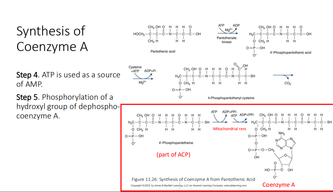 <p>dephosphocoenzyme A</p>