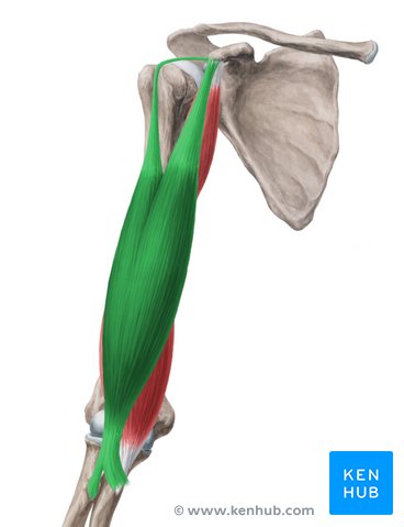 <p>flexis radius and humerous</p><p>Long head orogin: supuraglenoid tubercle</p><p>Short head origin: corocoid process</p><p>insertion: radial tuberosity</p>