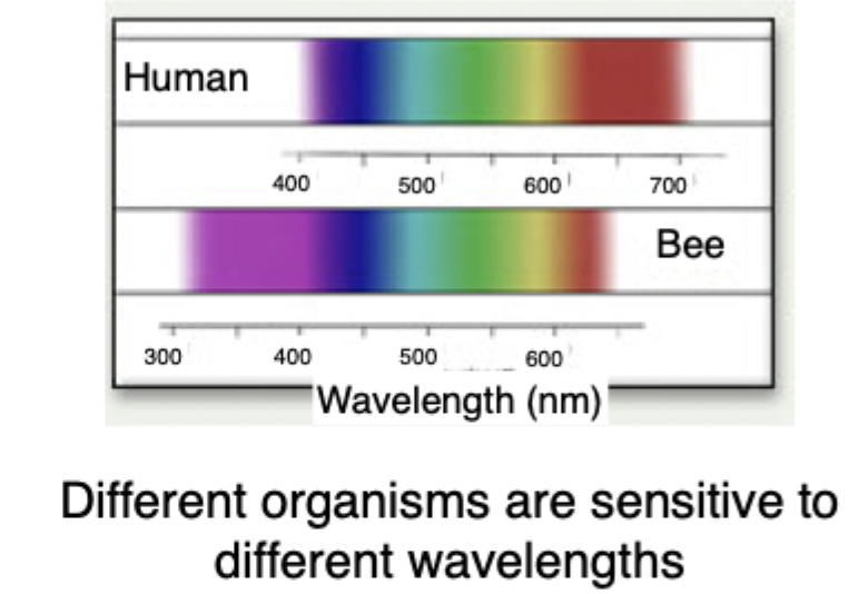 <p> </p><ul><li><p><span>Our peak sensitivity is in the visible spectrum but it also corresponds to the maximum output of the sun which is our light source</span></p></li><li><p><span>Different organisms that can shift around a little bit</span></p></li><li><p><span>Bees different range of wavelengths</span></p></li><li><p><span>Bees shorter set of wavelengths, closer to 300nm-650nm</span></p></li><li><p><span>We see wavelengths they cant, they can see wavelengths we can't</span></p></li></ul><p></p><p> </p><ul><li><p><span>Flowers look different in different wavelengths, allows bees to pick up on this</span></p></li><li><p><span>Valuable to different organisms and different organism are sensitive to different wavelengths</span></p></li></ul><p></p>